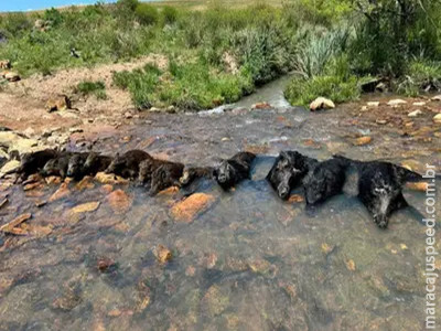 Mais de 500 mil javalis foram abatidos em 8 meses no Brasil