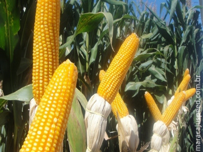  Mercado de milho segue pouco movimentado