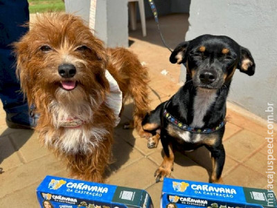 MS encerra 2025 com mais de 16 mil animais castrados