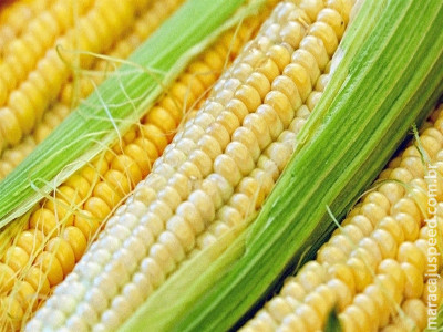  Safra de verão e juros moldam cenário do milho no Brasil