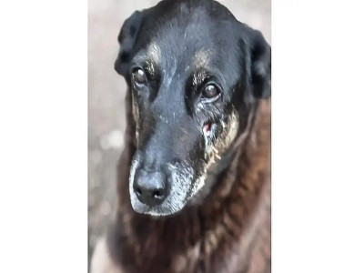 Adolescentes suspeitos de matar o cão Orelha voltam ao Brasil