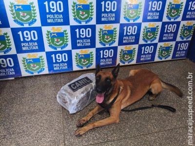 Cão policial auxilia na prisão de microtraficante em Ponta Porã