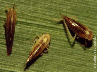  Cigarrinha-do-milho reduz em 22% a produção nacional