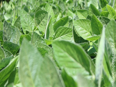  Mercados agrícolas iniciam dia com ajustes técnicos