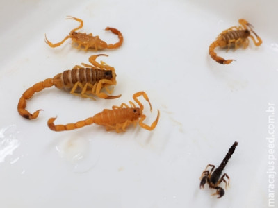 Período de chuvas acende alerta para aumento de escorpiões