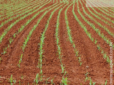 Planejamento do milho de inverno começa na colheita da soja