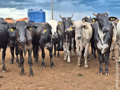  Preço do boi gordo começa a mostrar reação