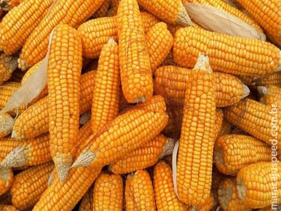 Volatilidade externa e interna marca mercado de milho