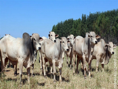 Boi gordo fecha semana com alta