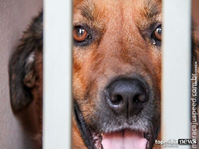 Cachorro de vizinho escapa e ataca idoso na Vila Margarida 
