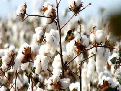 Colheita recorde e exportações fortes do algodão brasileiro