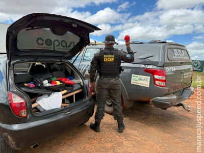 DOF prende casal com haxixe que seria entregue no Paraná 