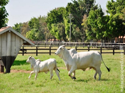 Famasul: decisões em 2026 definirão rentabilidade da pecuária