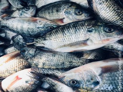 Piscicultura do Brasil supera 1 milhão de toneladas de produção