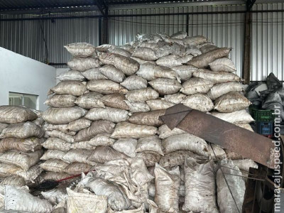 Polícia Civil fecha carvoaria clandestina em Campo Grande  