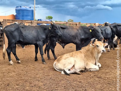 Preço do boi gordo começa fevereiro com nova alta