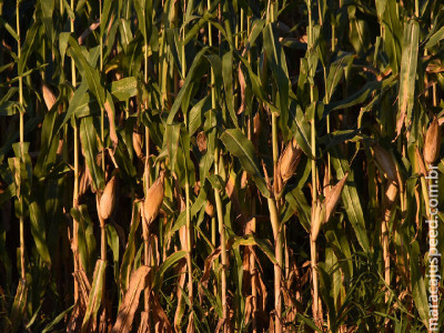 Produção do milho safrinha 2025/2026 deve ter queda de 21%  