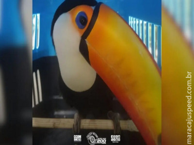 Tucano é retirado de imóvel em Campinas após ordem judicial