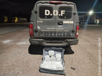 DOF apreende skunk que seria entregue em Campo Grande