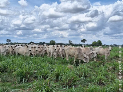 Preço do boi gordo fica estável na maior parte do Brasil