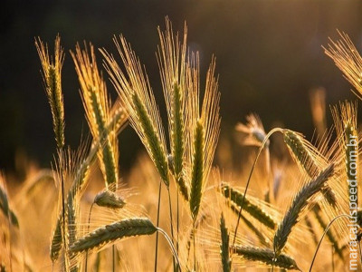 Trigo dispara e mercado dá sinais de nova alta