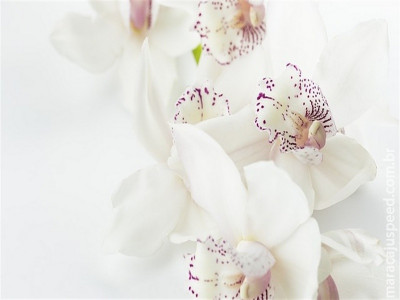 Genética aponta resistência ao clima extremo