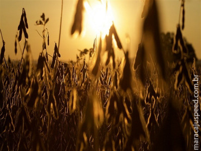  Soja: manejo pode reduzir riscos do El Niño em 2026/27