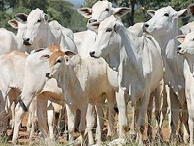  Nutrição animal influencia qualidade dos alimentos
