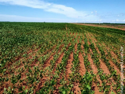 Plantio antecipado de soja já está liberado no RS