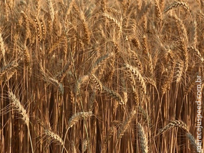  Trigo velho fica escasso e preços ganham força