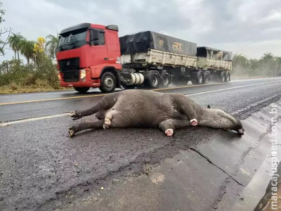 Entre carretas e animais, a vida perde espaço no Pantanal