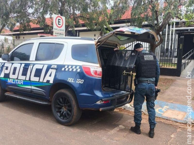 Homem é detido acusado de praticar ato obsceno em praça