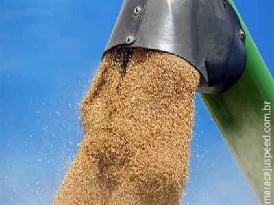  Mercado de trigo enfrenta pressão sobre a qualidade