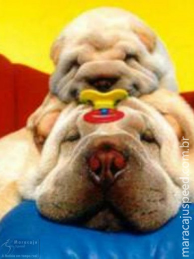 Eles são bons de cama..........