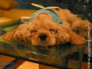 Eles são bons de cama..........