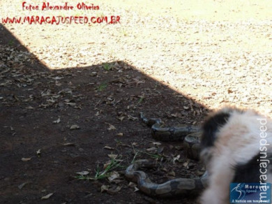 Cão luta com cobra Jiboia em Vila Vargas na cidade de Dourados “exclusivo”