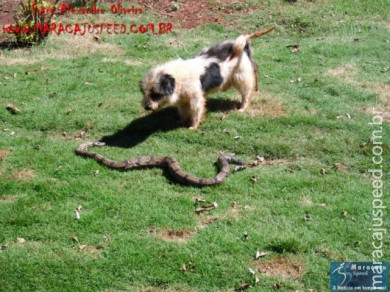 Cão luta com cobra Jiboia em Vila Vargas na cidade de Dourados “exclusivo”