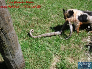 Cão luta com cobra Jiboia em Vila Vargas na cidade de Dourados “exclusivo”