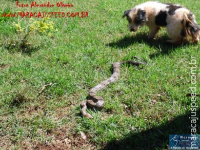 Cão luta com cobra Jiboia em Vila Vargas na cidade de Dourados “exclusivo”