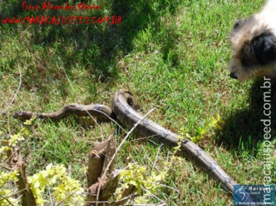 Cão luta com cobra Jiboia em Vila Vargas na cidade de Dourados “exclusivo”