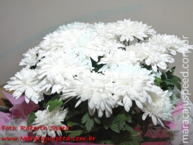 Aniversário 1º Aninho de Julia Tripoli 01/07/2012