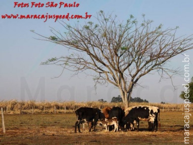 APAE de Maracaju e Comitiva Serra de Maracaju na 2ª Cavalgada APAEXONADOS