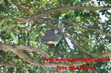 Aniversário Aurea 60 anos