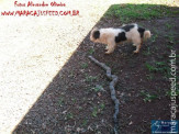 Cão luta com cobra Jiboia em Vila Vargas na cidade de Dourados “exclusivo”