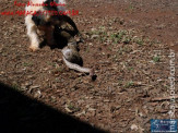 Cão luta com cobra Jiboia em Vila Vargas na cidade de Dourados “exclusivo”