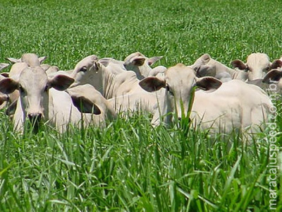 Maracaju: Uso da integração lavoura-pecuária é tema de Giro Tecnológico no Showtec