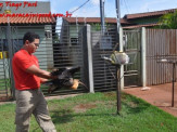 Maracaju: Curicaca ferida cai em quintal de residência e é resgatada pelo Corpo de Bombeiros