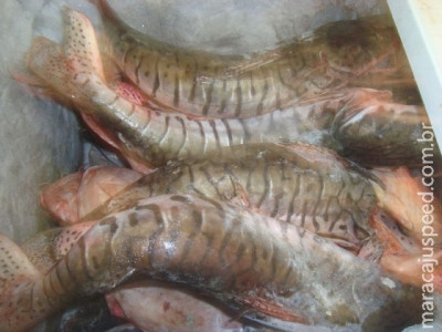 PM prende infrator com drogas e armas e PMA o prende por armazenamento de 64 kg de pescado ilegal