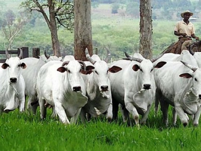 Mato Grosso do Sul tem mais da metade do gado da fronteira rastreado