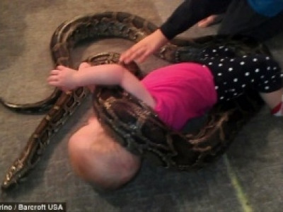 Pai causa polêmica ao postar vídeo de filha bebê brincando com enorme cobra